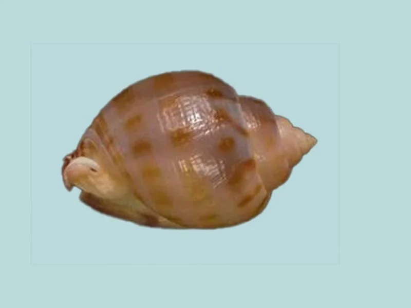 Natural Semicassis canaliculata Sea Shell
