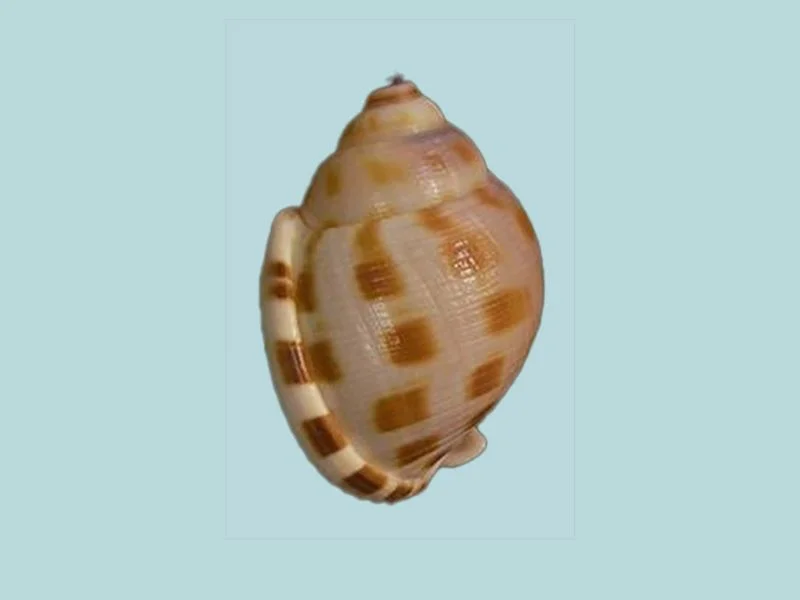 Semicassis canaliculata Natural Sea Shell { 59.04mm }