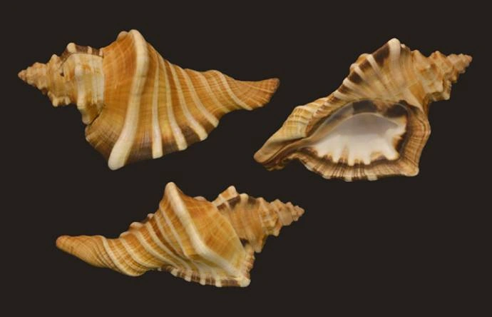 Cymatium ranzanii Natural Sea Shell { 203.81 mm }