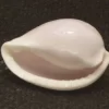 Prionovolva brevis Natural Sea Shells { 16.55 mm to 21.86 mm }