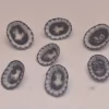 Clypidina notata Natural Sea Shell { 14.94 to 18.35 mm }