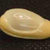 Volvarina mabellae Natural Sea Shell { 22.04 mm }