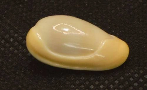 Volvarina mabellae Natural Sea Shell { 22.04 mm } Volvarina mabellae Natural Sea Shell { 22.04 mm }
