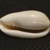Volvarina mabellae Natural Sea Shell { 22.04 mm }