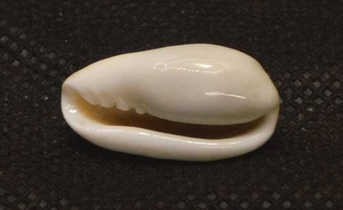 Volvarina mabellae Natural Sea Shell { 22.04 mm }