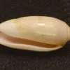 Indian special Natural Sea Shell { 20.28 mm }