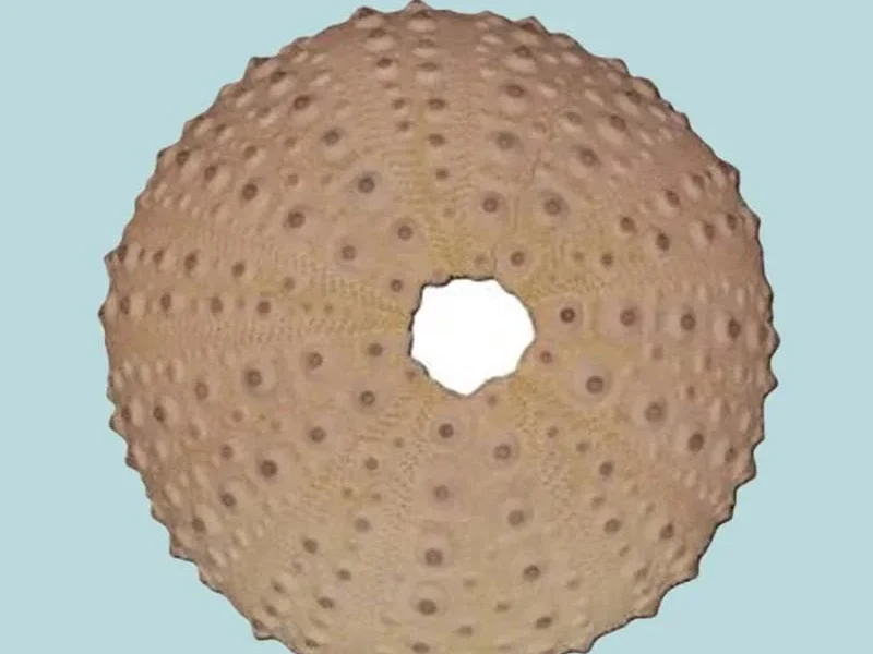 Echinoidea indian sea urchin (2.9 inch)