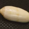 Indian special Natural Sea Shell { 20.28 mm }