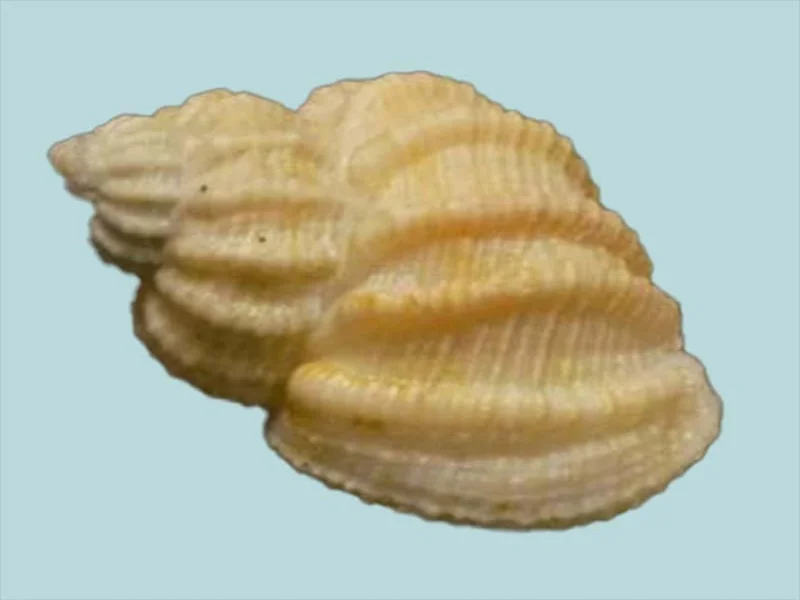 Natural Nipponaphera quasilla Sea Shell (23.97 mm)