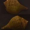 Turbinella pyrum Natural Sea Shell { 223.56 mm }
