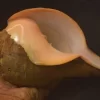 Turbinella pyrum Natural Sea Shell { 223.56 mm }