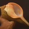 Turbinella pyrum Natural Sea Shell { 113.40 mm }