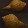 Turbinella pyrum Natural Sea Shell { 113.40 mm }