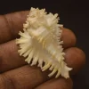 Homalocantha digitata Natural Sea Shell { 49.30 mm }