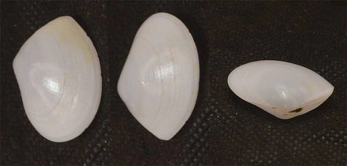 Tellinides sinuatus Natural Sea Shell { 25.38 mm }