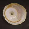 Onustus indicus Natural Sea Shell { 52.59 mm }