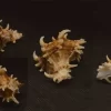 Hexaplex kuesterianus Natural Sea Shell { 53.20 mm }