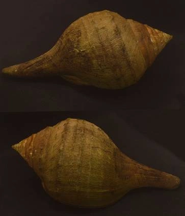 Turbinella pyrum Natural Sea Shell { 258.45 mm } Turbinella pyrum Natural Sea Shell { 258.45 mm }