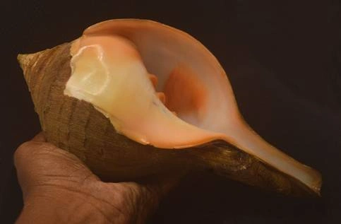 Turbinella pyrum Natural Sea Shell { 258.45 mm }