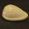 Cryptospira glauca Natural Sea Shell { 26.05 mm }