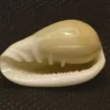 Cryptospira glauca Natural Sea Shell { 26.05 mm }