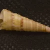 Turritella terebra Natural Sea Shell { 26.10 mm }
