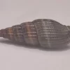 Vexillum acuminatum Natural Sea Shell { 26.84 mm }