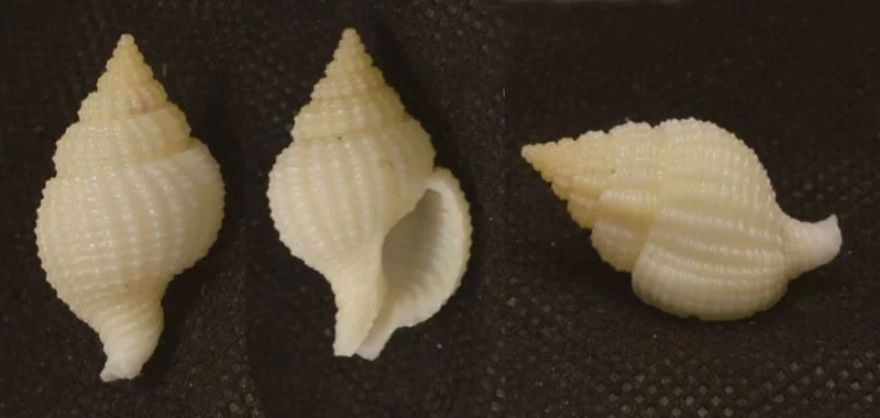 Nassaria pusilla Natural Sea Shell { 27.79 mm }