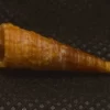 Turritella terebra Natural Sea Shell { 28.66 mm }