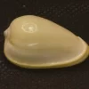 Cryptospira glauca Natural Sea Shell { 29.22 mm }