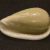 Cryptospira glauca Natural Sea Shell { 29.22 mm }