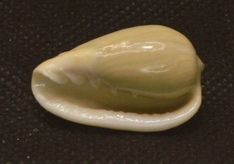 Cryptospira glauca Natural Sea Shell { 29.22 mm }