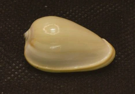 Cryptospira glauca Natural Sea Shell { 29.22 mm } Cryptospira glauca Natural Sea Shell { 29.22 mm }