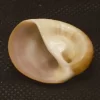 Polinices albumen Natural Sea Shell { 29.76 mm }