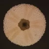 Echinoidea indian sea urchin Natural Sea Shell { 80.60 mm }