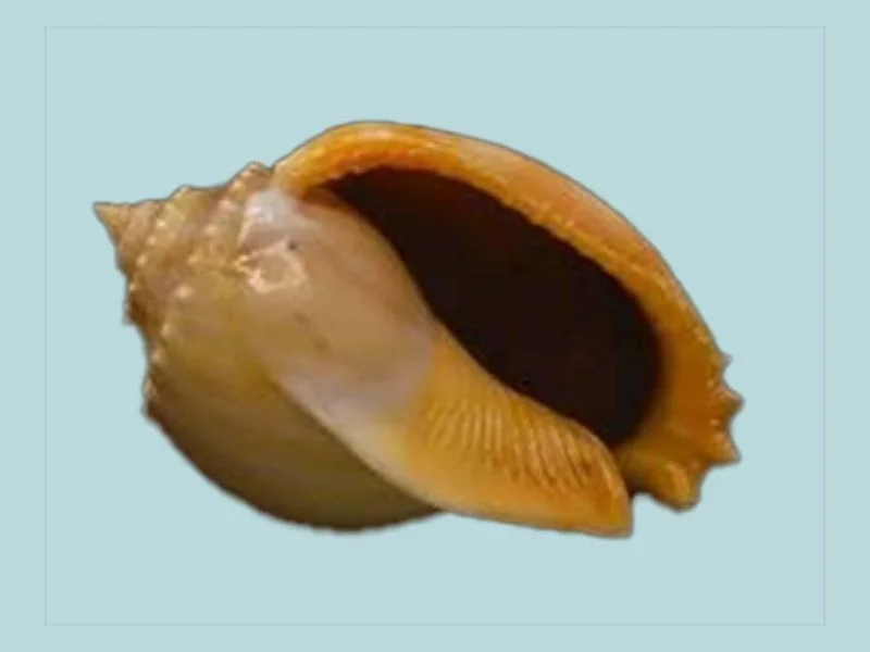 Natural Phalium glaucum Sea Shell { 95.57mm }