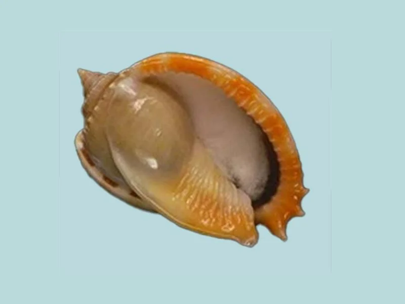 Natural Phalium glaucum Sea Shell