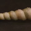 Turritella duplicata Natural Sea Shell { 112.43 mm }