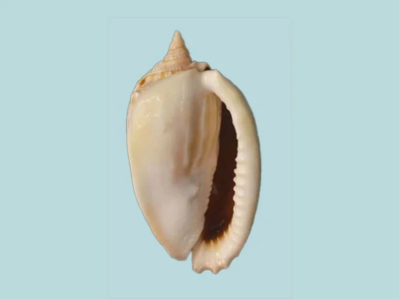 Natural Phalium fimbria Sea Shell { 81.42 mm }