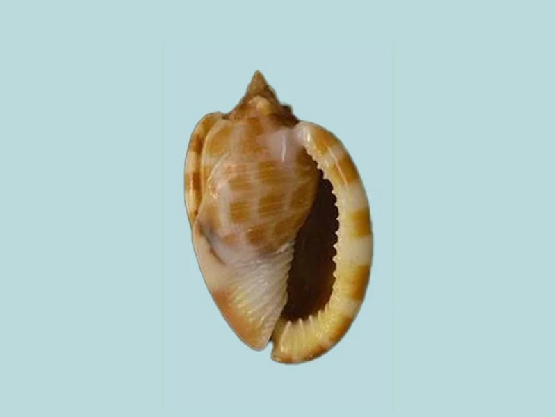 Natural Phalium areola Sea Shell { 52.03 mm }