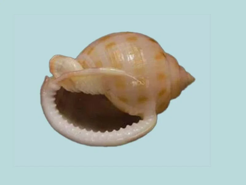 Natural Semicassis canaliculata Sea Shell