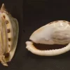 Natural Phalium fimbria Sea Shell { 75.59 mm }