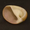 Polinices albumen Natural Sea Shell { 30.69 mm }