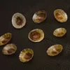 Cellana radiata Natural Sea Shell { 15.64 to 19.40 mm }
