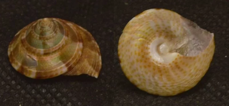 Calliostoma tranquebaricum Natural Sea Shell { 18.61 mm }
