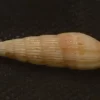 Vexillum rubricatum Natural Sea Shell { 33.74 mm }