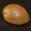 Polinices albumen Natural Sea Shell { 29.76 mm }