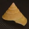 Calliostoma sublaeve Natural Sea Shell { 27.56 mm }