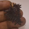 Homalocantha digitata Natural Sea Shell { 40.72 mm }