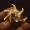Hexaplex kuesterianus Natural Sea Shell { 53.20 mm }